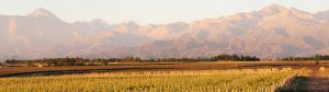 bodega benegas vineyard