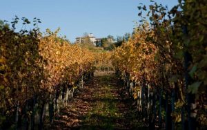 vineyards in manzano italy