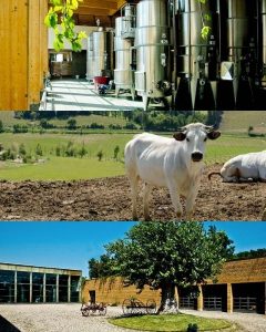 tenuta del melo vineyard estate